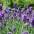 Lavandula angustifolia Aromatico Blue Compact- levendula