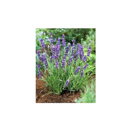 Lavandula angustifolia Dwarf Blue- levendula