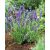 Lavandula angustifolia Dwarf Blue- levendula