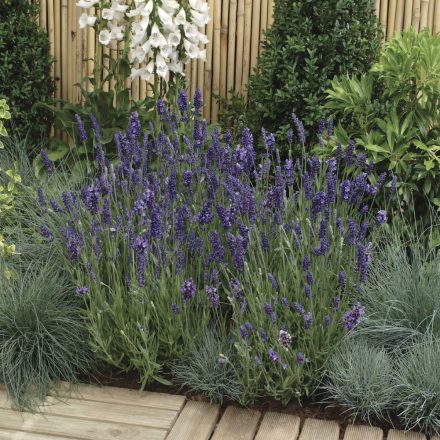 Lavandula angustifolia Ellagance Purple- levendula