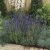 Lavandula angustifolia Ellagance Purple- levendula