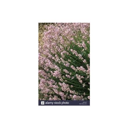 Lavandula angustifolia Essential Pink- levendula