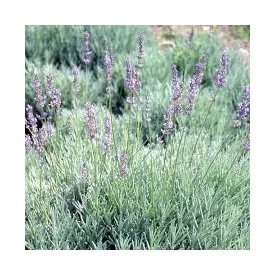 Lavandula  Grappenhall- levendula
