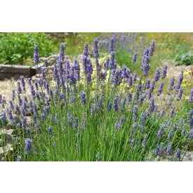 Lavandula  Grosso- levendula C15