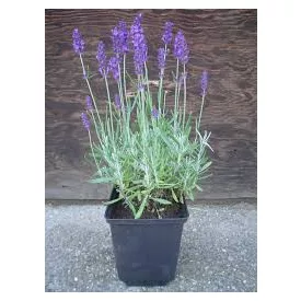   Lavandula angustifolia Hidcote Blue -  Hidcote Blue levendula