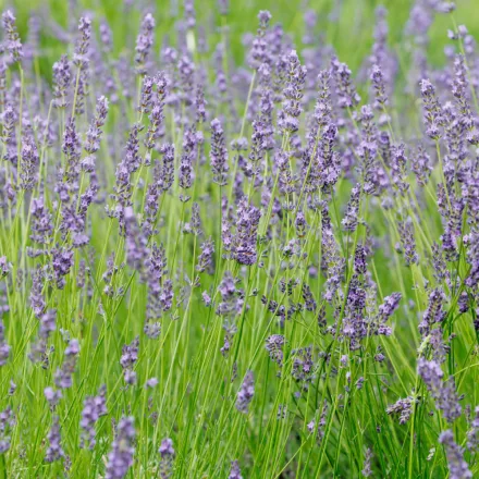 Lavandula intermedia Sensational - provanszi levendula