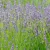 Lavandula intermedia Sensational - provanszi levendula