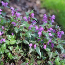 Lamium maculatum Chequers- foltos árvacsalán
