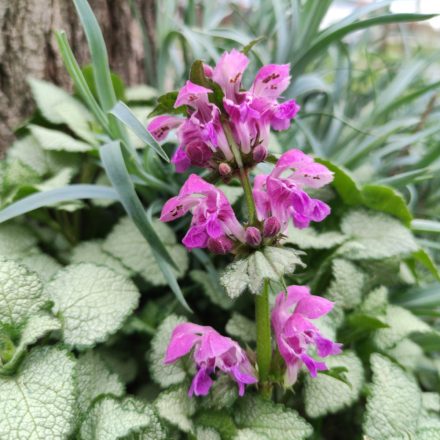 Lamium maculatum Red Nancy - foltos árvacsalán