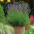 Lavandula  Munstead- levendula