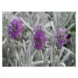 Lavandula  Richard Grey- levendula