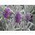 Lavandula  Richard Grey- levendula