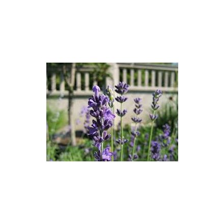 Lavandula angustifolia Super Blue- levendula