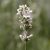 Lavandula angustifolia White- levendula