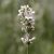 Lavandula angustifolia White - levendula