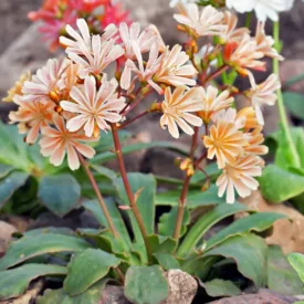Lewisia cotyledon Elise - dohánygyökér
