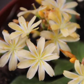 Lewisia cotyledon Regenbogen - dohánygyökér