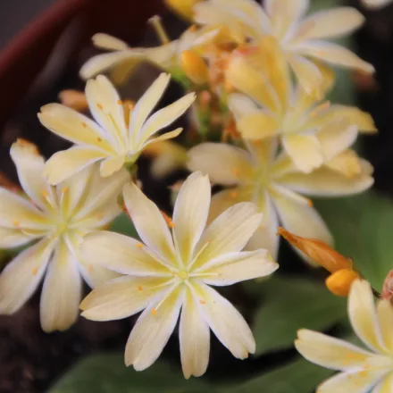 Lewisia cotyledon Regenbogen - dohánygyökér