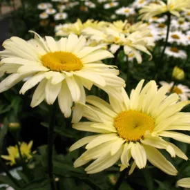Leucanthemum maximum Banana Cream Yellow - margitvirág