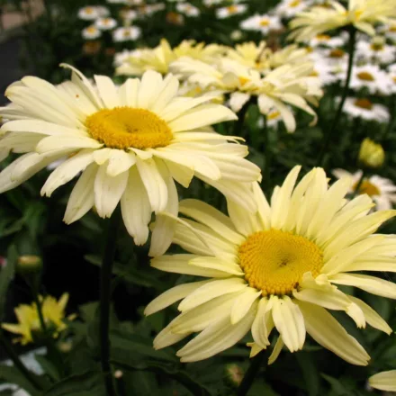 Leucanthemum maximum Banana Cream Yellow - margitvirág