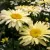 Leucanthemum maximum Banana Cream Yellow - margitvirág