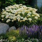 Leucanthemum maximum Banana Cream Yellow - margitvirág