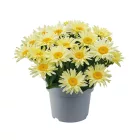 Leucanthemum maximum Banana Cream Yellow - margitvirág