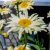 Leucanthenum maximum Brodway Light