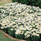 Leucanthemum maximum Snow Lady- margitvirág