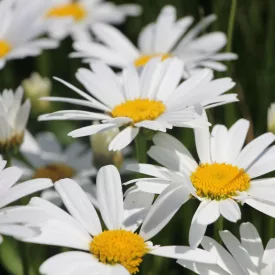Leucanthenum maximum Snow Lady- margitvirág