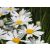Leucanthenum maximum Snow Lady- margitvirág