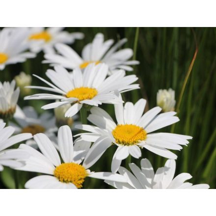 Leucanthenum maximum Snow Lady- margitvirág C9