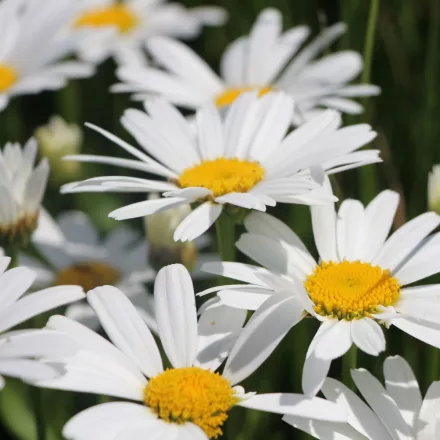 Leucanthenum maximum Snow Lady- margitvirág C9
