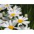 Leucanthenum maximum Snow Lady- margitvirág C9