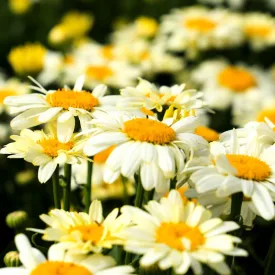 Leucanthemum maximum Western Star Leo Yellow - margitvirág