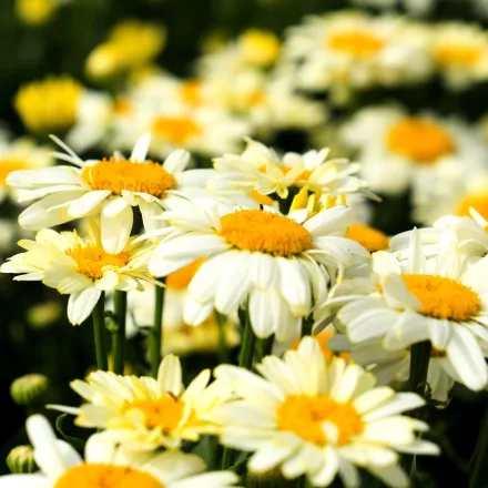 Leucanthemum maximum Western Star Leo Yellow - margitvirág