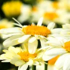 Leucanthemum maximum Western Star Leo Yellow - margitvirág