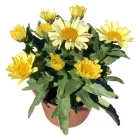 Leucanthemum maximum Western Star Leo Yellow - margitvirág