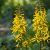 Ligularia Bottle Rocket - hamuvirág