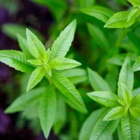 Lippia citriodora Limoncello - citromverbéna