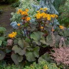 Ligularia Othello - hamuvirág