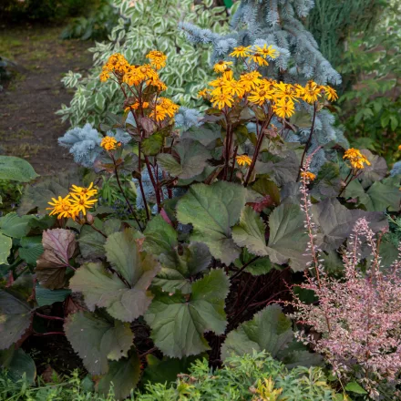 Ligularia Othello - hamuvirág