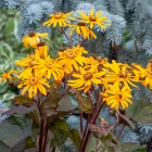 Ligularia Othello - hamuvirág