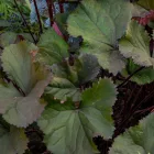Ligularia Othello - hamuvirág