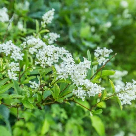 Ligustrum ovalifolium Nünü - fagyal