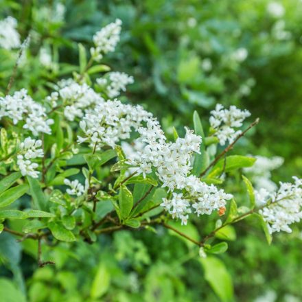 Ligustrum ovalifolium Nünü - fagyal