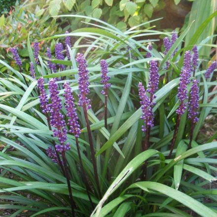 Liriope muscari Ingwersen - gyöngyikés gyepliliom