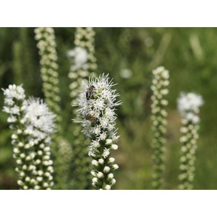 Liatris spicata Floristan White - füzéres díszcsorba