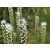 Liatris spicata Floristan White- füzéres díszcsorba