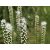 Liatris spicata Floristan White - füzéres díszcsorba